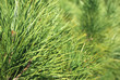 ACÍCULAS, VERDE. PINUS PINEA ACÍCULAS, VERDE. PINUS PINEA