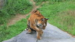 Video: Tiger Stretching Tiger Stretching