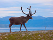 Reindeer