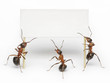 team of ants holding blank, message, placard or billboard