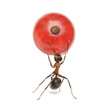 ant holding red currant, isolated