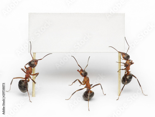 Photo: team of ants holding blank, message, placard or billboard team of ants holding blank, message, placard or billboard