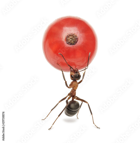 Photo: ant holding red currant, isolated ant holding red currant, isolated