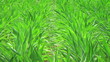 Video: Corn Crop Blowing in Wind Corn Crop Blowing in Wind