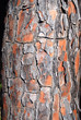 CORTEZA DEL TRONCO DE UN PINO PIÑONERO CORTEZA DEL TRONCO DE UN PINO PIÑONERO