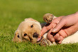 Labradorwelpe