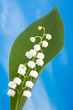 Lily of the valley Lily of the valley