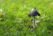 Pilz