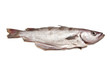 Pollock or Pollack fish isolated on a white studio background. Pollock or Pollack fish isolated on a white studio background.