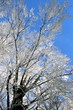 Baum mit Raureif