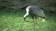 Red-crowned Crane