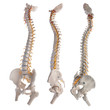 learning model of the human spinal columns