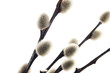 Pussy willows branch