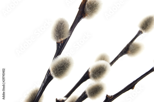 Photo: Pussy willows branch Pussy willows branch