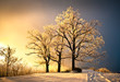 Ice and Frost Covered Oak Tree in Cold Winter Snow