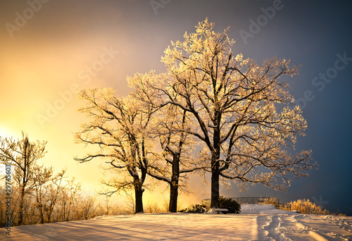 Photo: Ice and Frost Covered Oak Tree in Cold Winter Snow Ice and Frost Covered Oak Tree in Cold Winter Snow