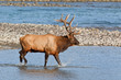 Bull elk, cervus canadensis Bull elk, cervus canadensis