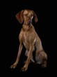 sitzender Magyar Vizsla