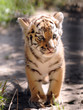 Tigerbaby