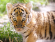 Tigerbaby