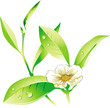 vector White Tea