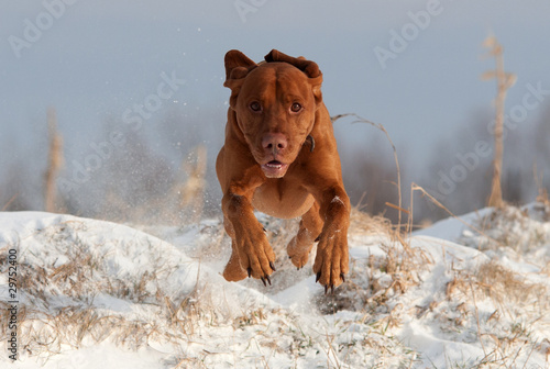 Photo: dog dog
