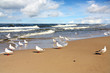 A beautiful beach and seagull