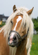 Haflingergesicht