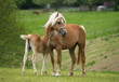Säugende Haflinger Stute
