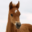 Araberfohlen Portrait
