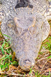 crocodile