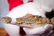 ����: Santa with Croc � JRstock #29760460