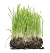 green grass