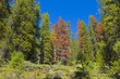 Dried out Evergreen Trees in a Lush Forest Dried out Evergreen Trees in a Lush Forest