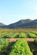Lactuca sativa (lettuce) farm near mountain Lactuca sativa (lettuce) farm near mountain