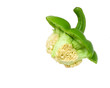 Pepper seeds