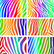Collection of 6 vector skin zebra texture