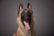 chien