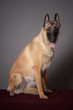 chien
