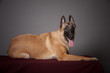 chien