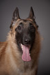 chien
