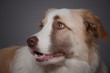 chien