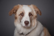 chien