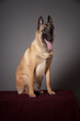 chien