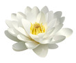 realistic white water lily vector realistic white water lily vector