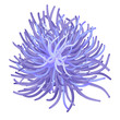 sea anemone - vector
