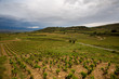 vineyard