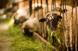 sheep