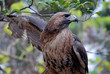 The unique falcon living in Havana city