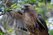 The fabulous falcon